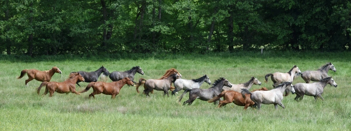 LES CHEVAUX DU CAUSSE
