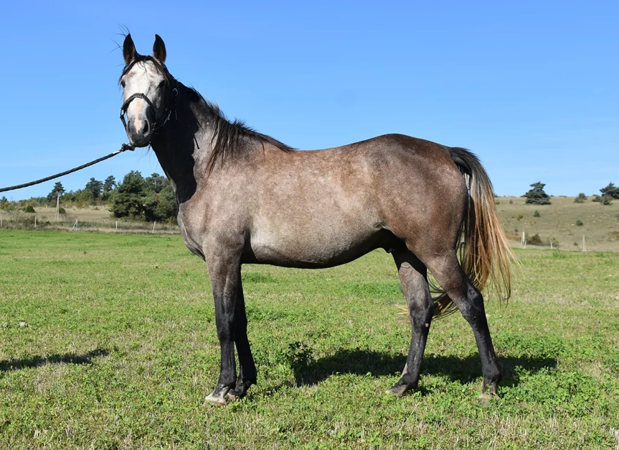 Lamdor - Miniature 2