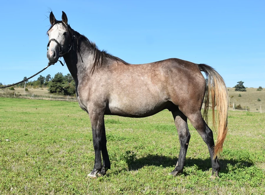 Lamdor - Miniature 3