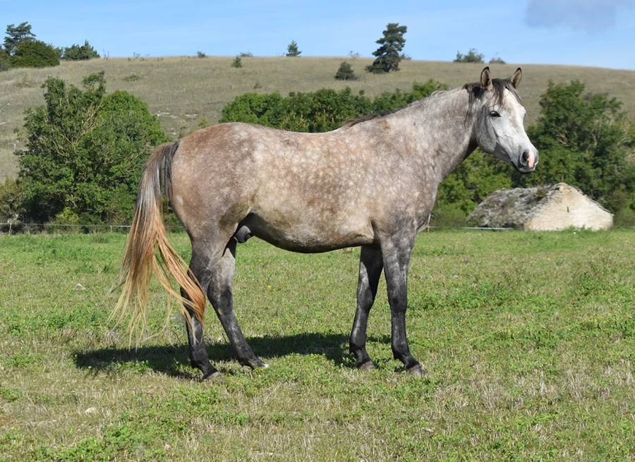 Lalmeir - Miniature 3