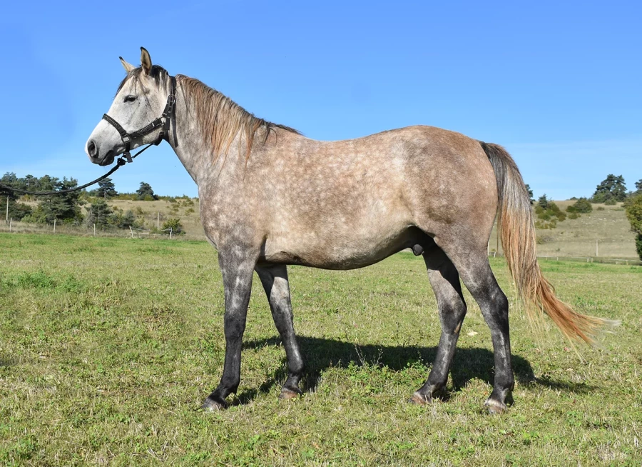 Lalmeir - Miniature 2