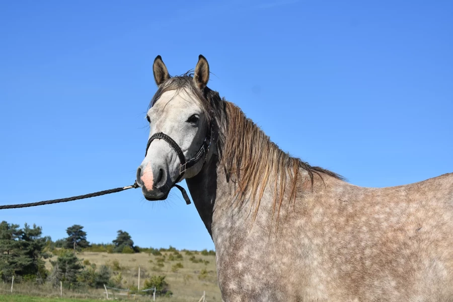 Lalmeir - Miniature 4