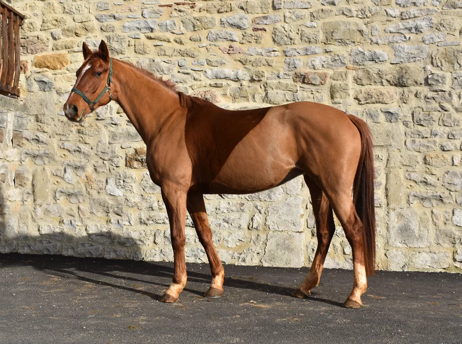 Jamaike - Miniature 7