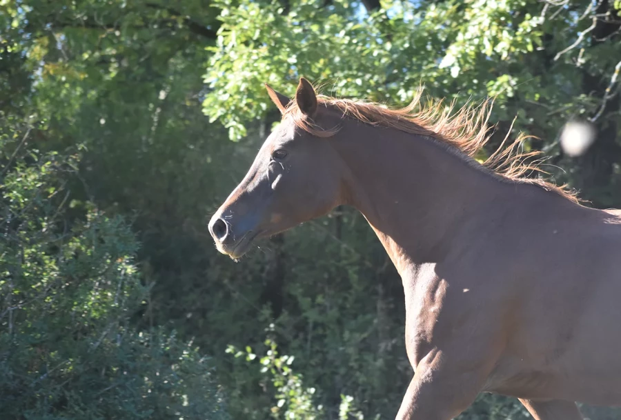 Naïfée - Miniature 4