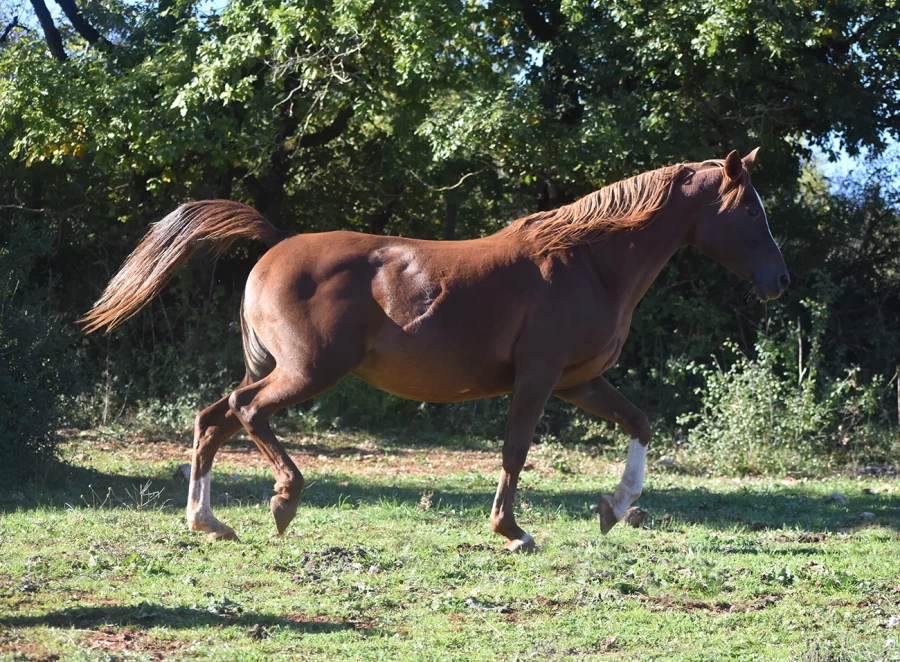 Naïfée - Miniature 3