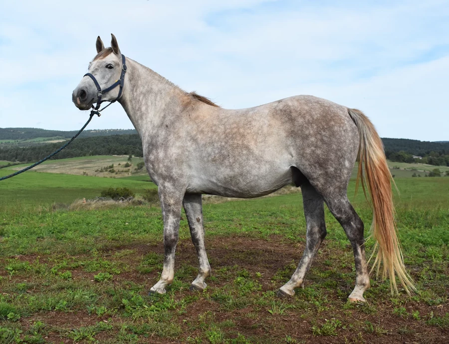 Lespoir - Miniature 4