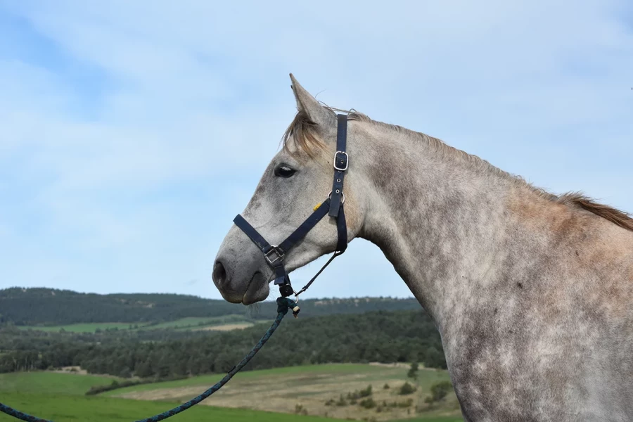 Lespoir - Miniature 2