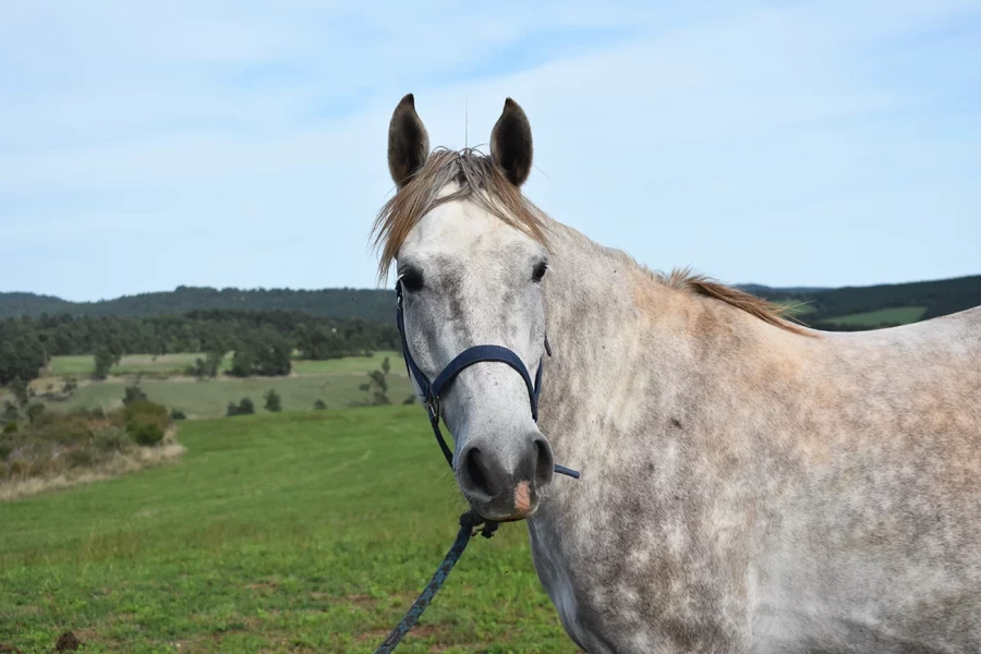 Lespoir - Miniature 3