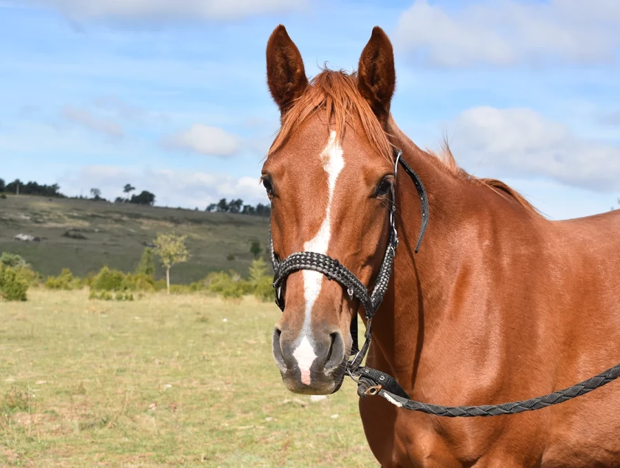 Loupiote - Miniature 2